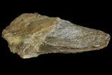 Fossil Stegodon Mandible with Molar - Indonesia #156724-2